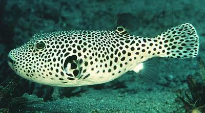 Stellate puffer (Arothron stellatus)