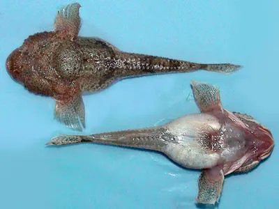 Stellate tadpole-goby (Benthophilus stellatus)