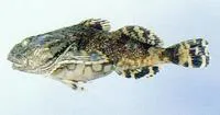 Steller's sculpin (Myoxocephalus stelleri)