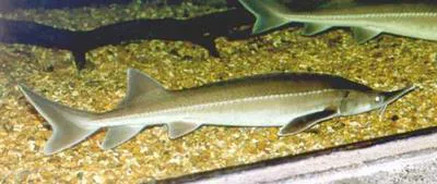 Sterlet sturgeon (Acipenser ruthenus)