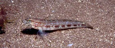 Steven's goby (Gobius gasteveni)