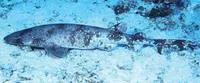 Steven's swellshark (Cephaloscyllium stevensi)