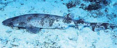 Steven's swellshark (Cephaloscyllium stevensi)