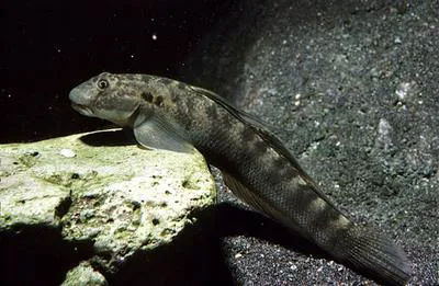 Stimpson's goby (Sicyopterus stimpsoni)
