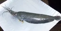 Stinging catfish (Heteropneustes fossilis)