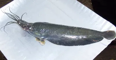Stinging catfish (Heteropneustes fossilis)