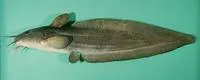 Stinging eel catfish (Plotosus nkunga)