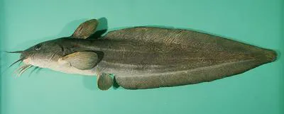 Stinging eel catfish (Plotosus nkunga)
