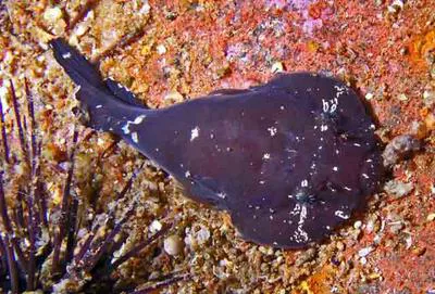 Stippled clingfish (Gobiesox punctulatus)