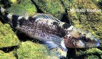 Stippled darter (Etheostoma punctulatum)