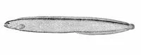 Stippled gunnel (Rhodymenichthys dolichogaster)