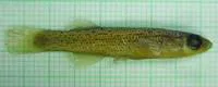 Stippled studfish (Fundulus bifax)
