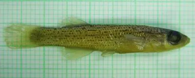 Stippled studfish (Fundulus bifax)