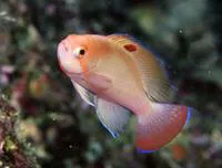 Stocky anthias (Pseudanthias hypselosoma)