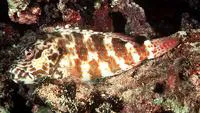 Stocky hawkfish (Cirrhitus pinnulatus)