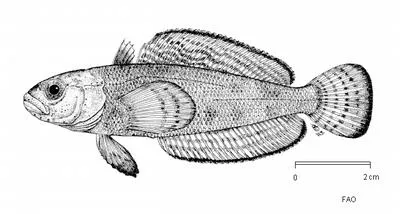 Stocky rockcod (Pagothenia brachysoma)
