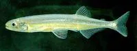 Stokell's smelt (Stokellia anisodon)