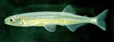 Stokell's smelt (Stokellia anisodon)