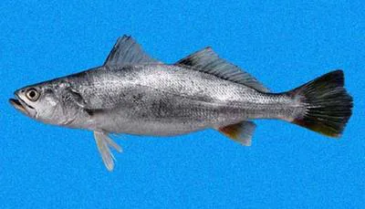 Stolzmann's weakfish (Cynoscion stolzmanni)