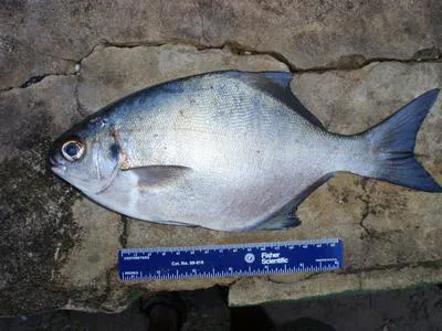 Stone-bream (Neoscorpis lithophilus)