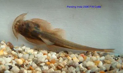 Stone cat (Myersglanis blythii)