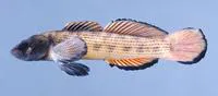 Stone darter (Etheostoma derivativum)