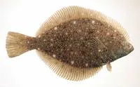 Stone flounder (Kareius bicoloratus)