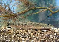 Stone loach (Barbatula barbatula)