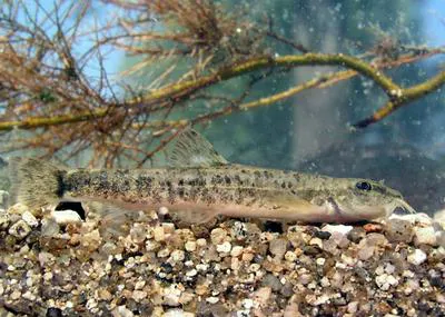 Stone loach (Barbatula barbatula)