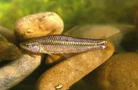 Stone moroko (Pseudorasbora parva)