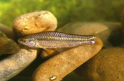 Stone moroko (Pseudorasbora parva)