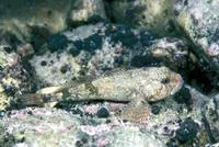 Stone sculpin (Paracottus knerii)