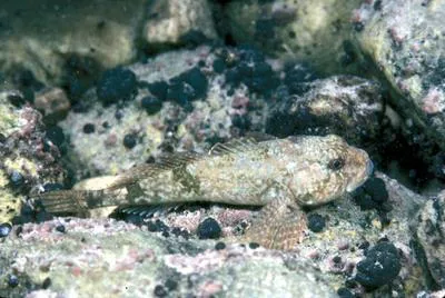 Stone sculpin (Paracottus knerii)