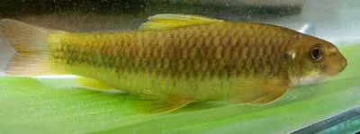 Stone sucker (Garra ceylonensis)