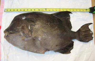 Stone triggerfish (Pseudobalistes naufragium)