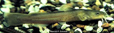 Stonecat (Noturus flavus)
