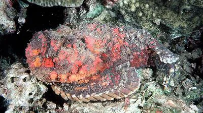 Stonefish (Synanceia verrucosa)