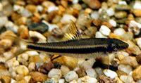 Stonelapping minnow (Garra cambodgiensis)