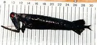 Stoplight loosejaw (Malacosteus niger)