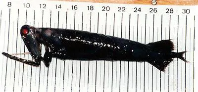 Stoplight loosejaw (Malacosteus niger)
