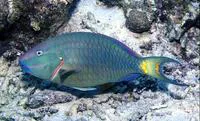 Stoplight parrotfish (Sparisoma viride)