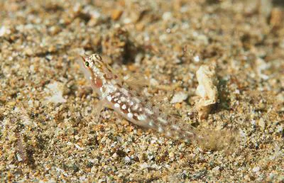 Storthynx pygmy goby (Eviota storthynx)