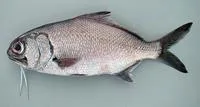 Stout beardfish (Polymixia nobilis)