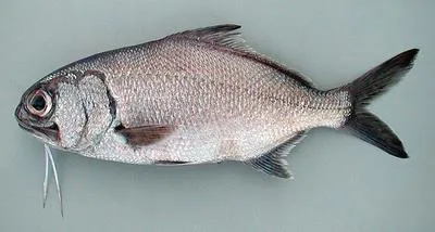 Stout beardfish (Polymixia nobilis)