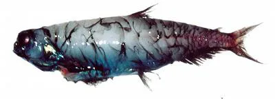 Stout blacksmelt (Pseudobathylagus milleri)