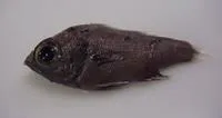 Stout cardinalfish (Rosenblattia robusta)