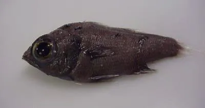 Stout cardinalfish (Rosenblattia robusta)