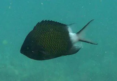Stout chromis (Chromis chrysura)