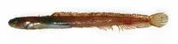 Stout eelblenny (Anisarchus medius)