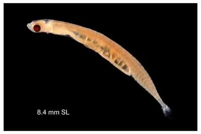 Stout infantfish (Schindleria brevipinguis)